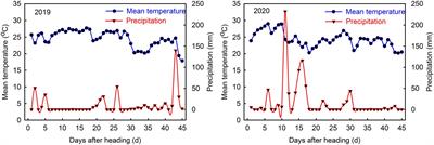 Nitrogen Application Rate Affects the Accumulation of Carbohydrates in Functional Leaves and Grains to Improve Grain Filling and Reduce the Occurrence of Chalkiness